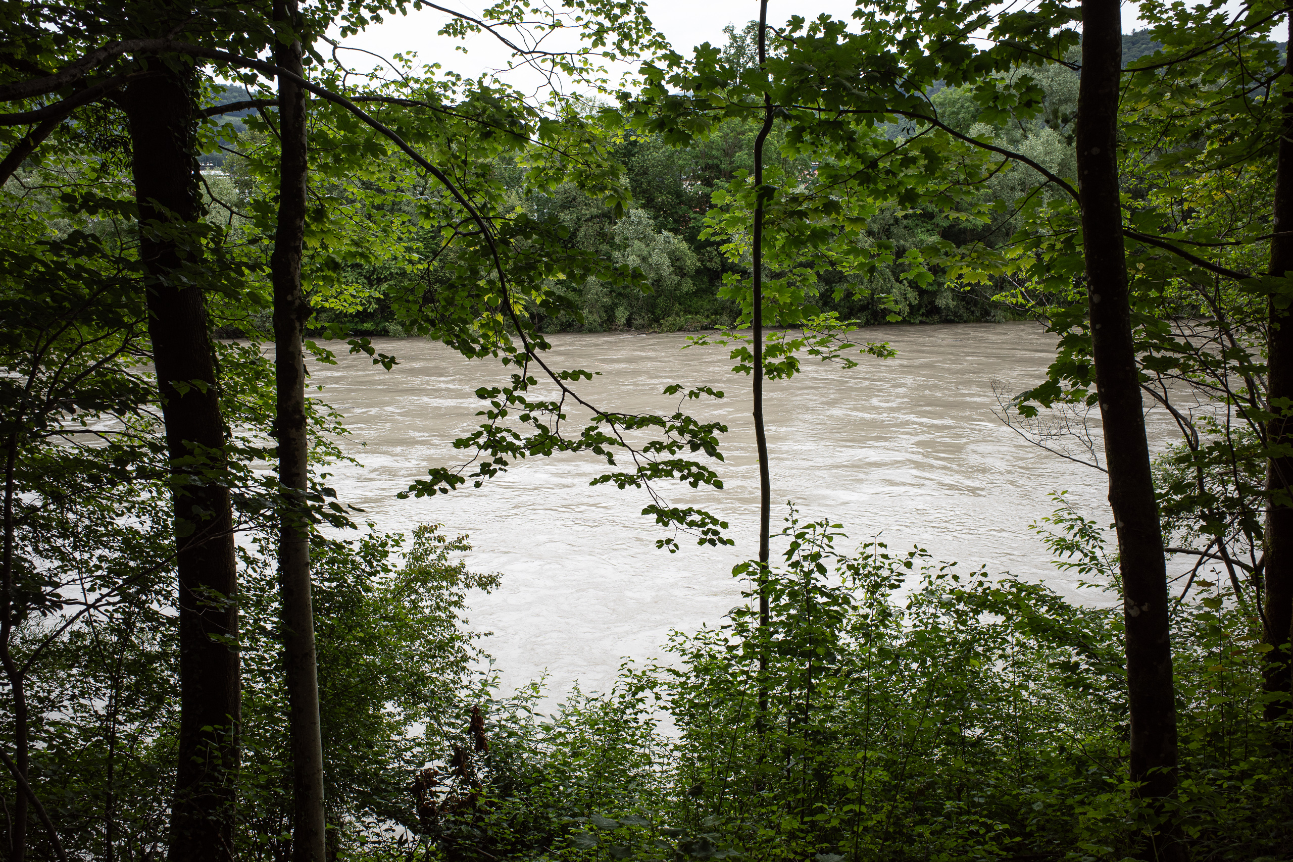Braune Fluten hinter dem Uferwald – die Salzach am Anschlag